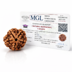 5 Mukhi Rudraksha Nepal certification