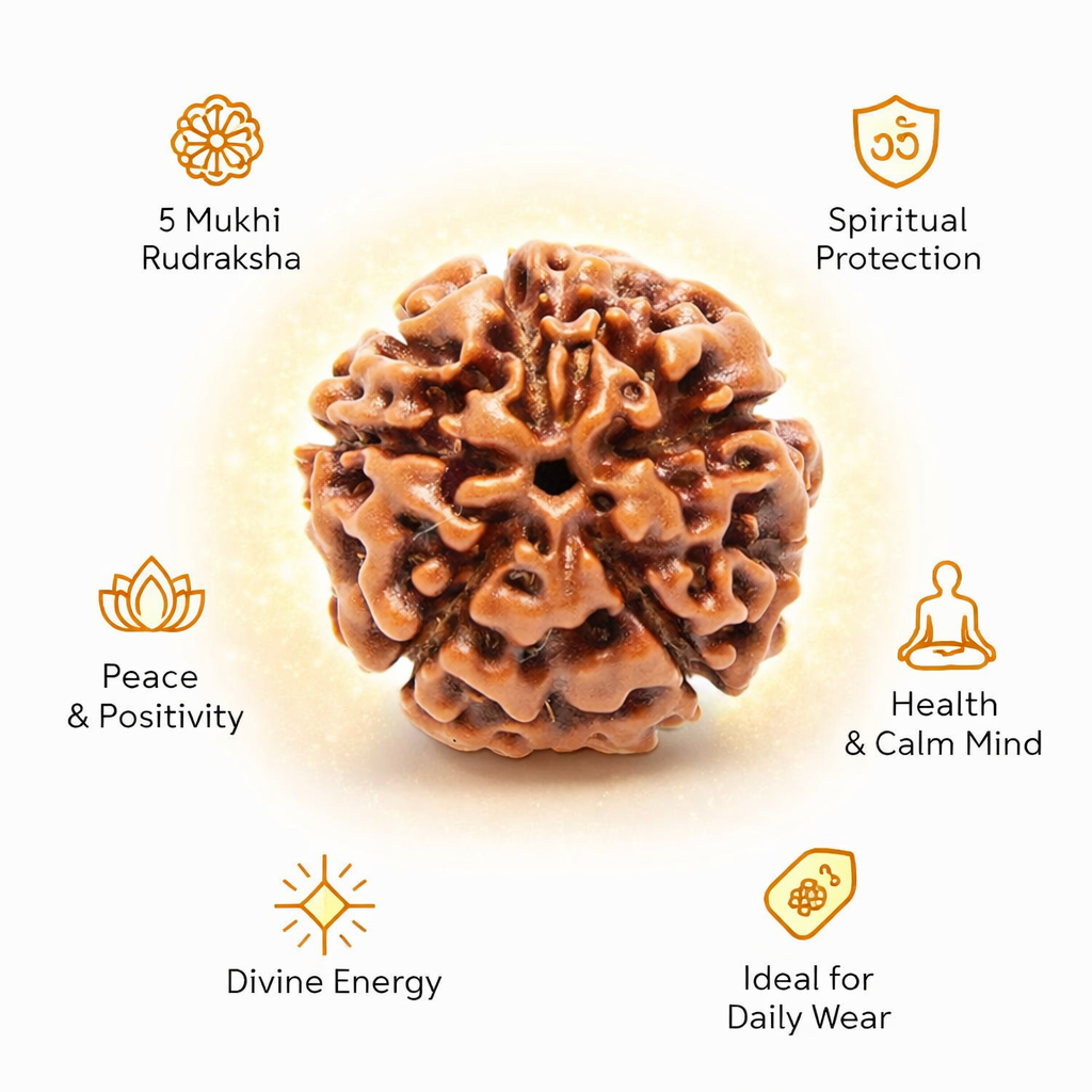 5 Mukhi Rudraksha Nepal – Natural Certified Rudraksha for Puja & Meditation - Image 3